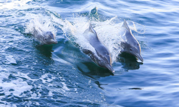 Humpback dolphins (Sousa chinensis) in Musandam Peninsula, Strait of Hormuz, Oman. This is a rare species of dolphin, considered near threatened, found in coastal waters from eastern Africa to northern Australia.